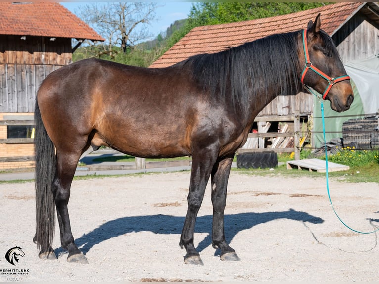 Lusitano Castrone 4 Anni 160 cm Baio scuro in Langenthal