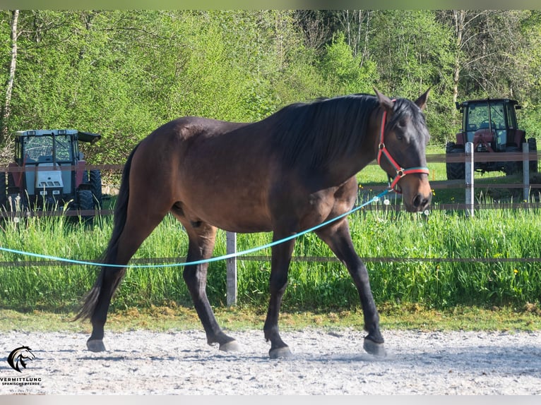 Lusitano Castrone 4 Anni 160 cm Baio scuro in Langenthal
