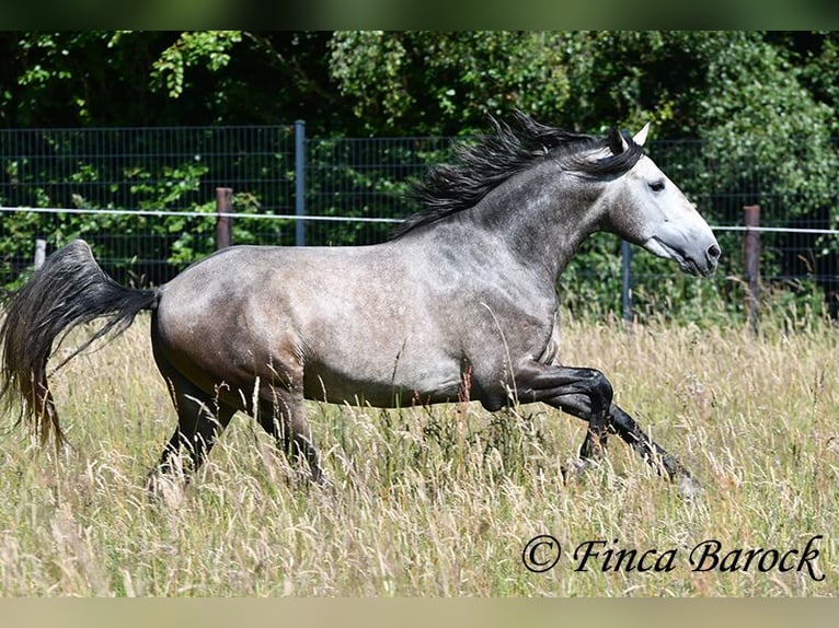 Lusitano Castrone 4 Anni 160 cm Grigio in Wiebelsheim