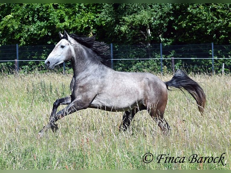 Lusitano Castrone 4 Anni 160 cm Grigio in Wiebelsheim