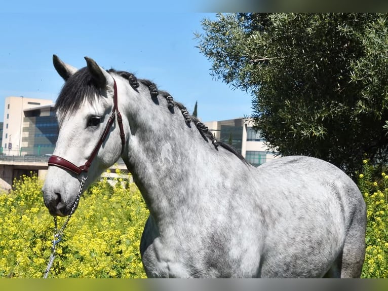 Lusitano Castrone 4 Anni 160 cm Grigio in Provinz Granada