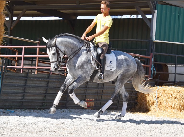 Lusitano Castrone 4 Anni 160 cm Grigio in Provinz Granada