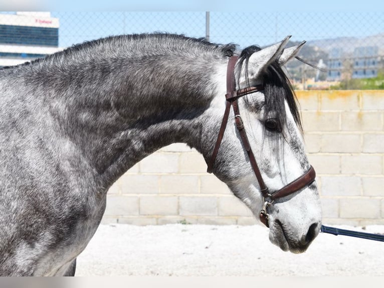 Lusitano Castrone 4 Anni 160 cm Grigio in Provinz Granada