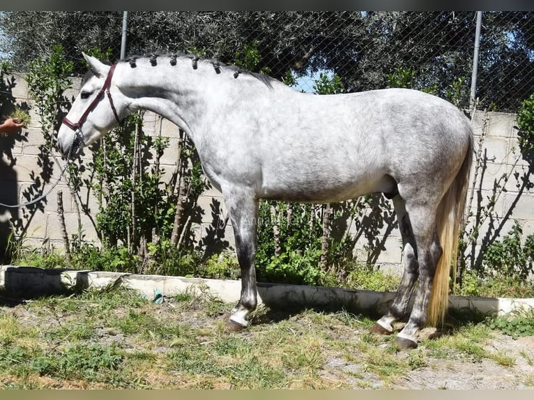 Lusitano Castrone 4 Anni 160 cm Grigio in Provinz Granada