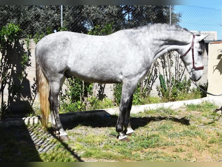 Lusitano Castrone 4 Anni 160 cm Grigio in Provinz Granada
