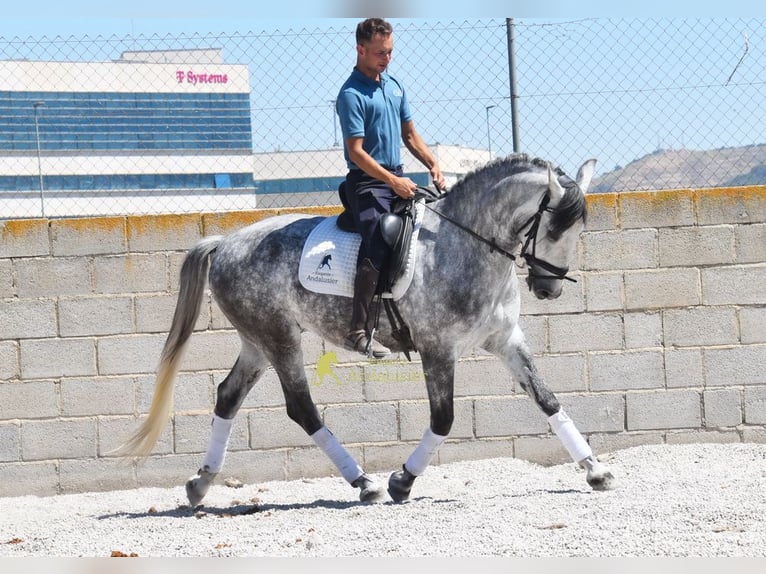 Lusitano Castrone 4 Anni 160 cm Grigio in Provinz Granada