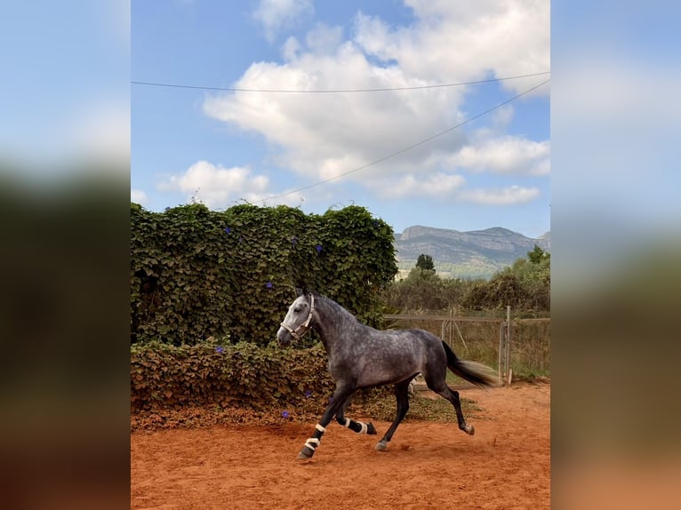 Lusitano Castrone 4 Anni 160 cm Grigio pezzato in Gandia