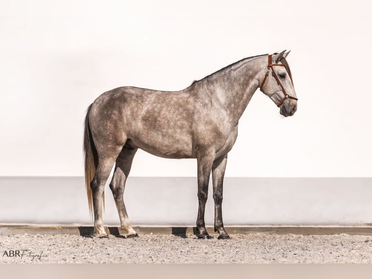 Lusitano Castrone 4 Anni 160 cm Grigio pezzato in St. Estevao