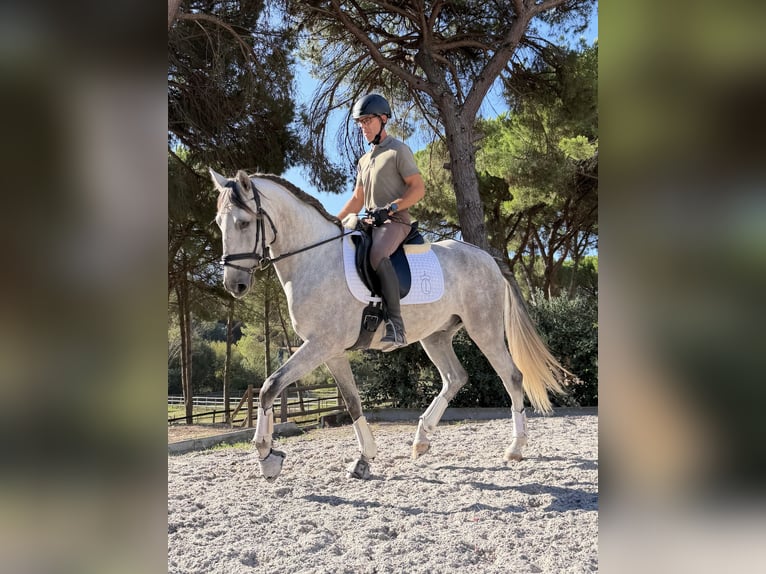 Lusitano Castrone 4 Anni 160 cm Grigio pezzato in St. Estevao