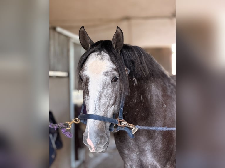 Lusitano Castrone 4 Anni 160 cm Grigio in Caldas da Rainha