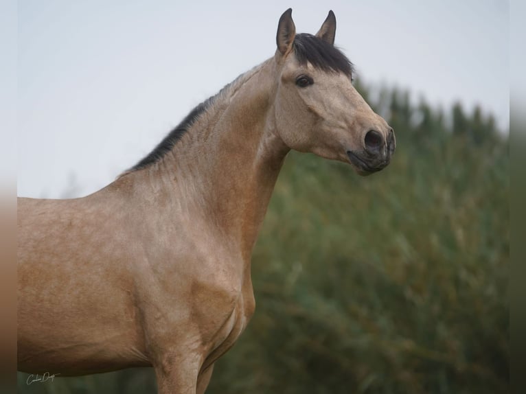 Lusitano Castrone 4 Anni 160 cm Pelle di daino in Rio Maior