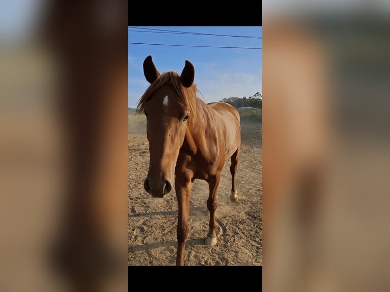 Lusitano Castrone 4 Anni 160 cm Sauro in Redange