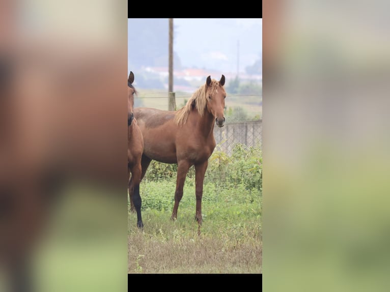 Lusitano Castrone 4 Anni 160 cm Sauro in Redange
