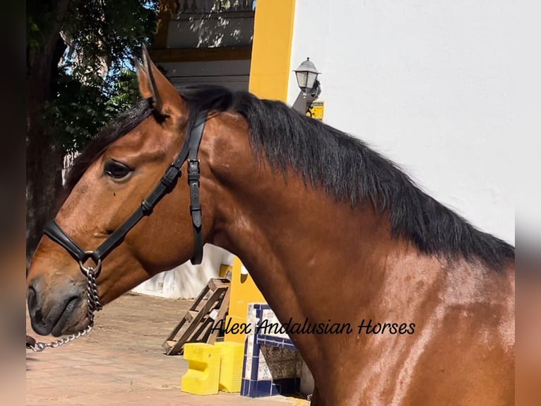 Lusitano Castrone 4 Anni 161 cm Baio in Sevilla