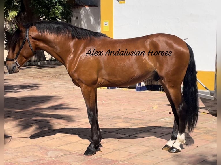 Lusitano Castrone 4 Anni 161 cm Baio in Sevilla