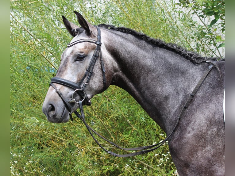 Lusitano Mix Castrone 4 Anni 161 cm Grigio in Soyen