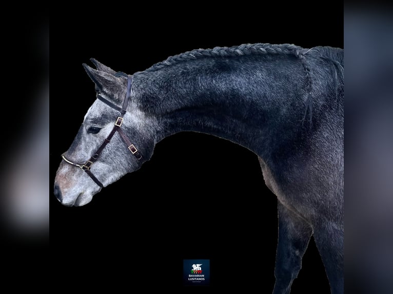 Lusitano Mix Castrone 4 Anni 161 cm Grigio in Soyen