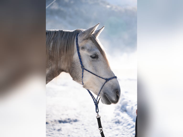 Lusitano Castrone 4 Anni 162 cm Grigio in Piesendorf