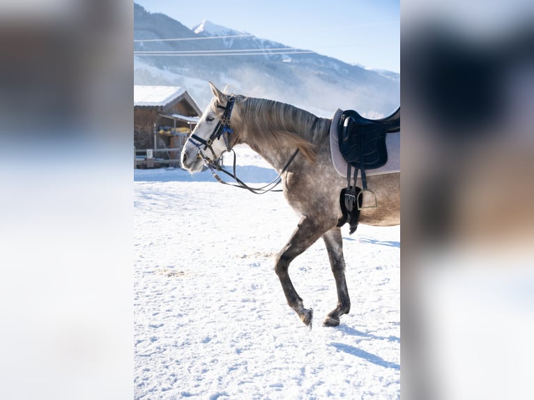 Lusitano Castrone 4 Anni 162 cm Grigio in Piesendorf