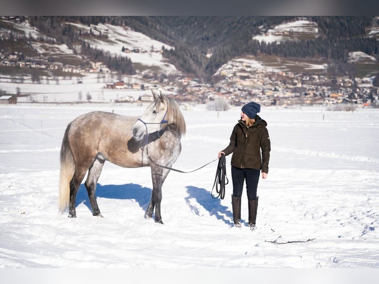 Lusitano Castrone 4 Anni 162 cm Grigio in Piesendorf