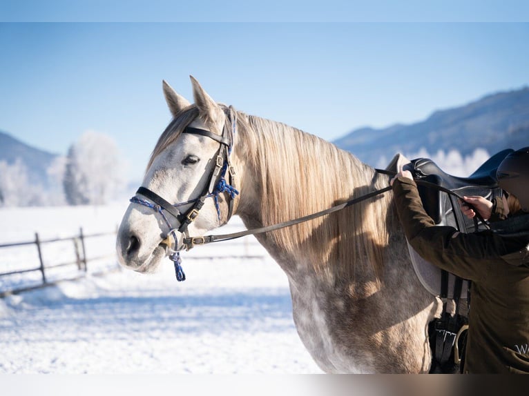 Lusitano Castrone 4 Anni 162 cm Grigio in Piesendorf