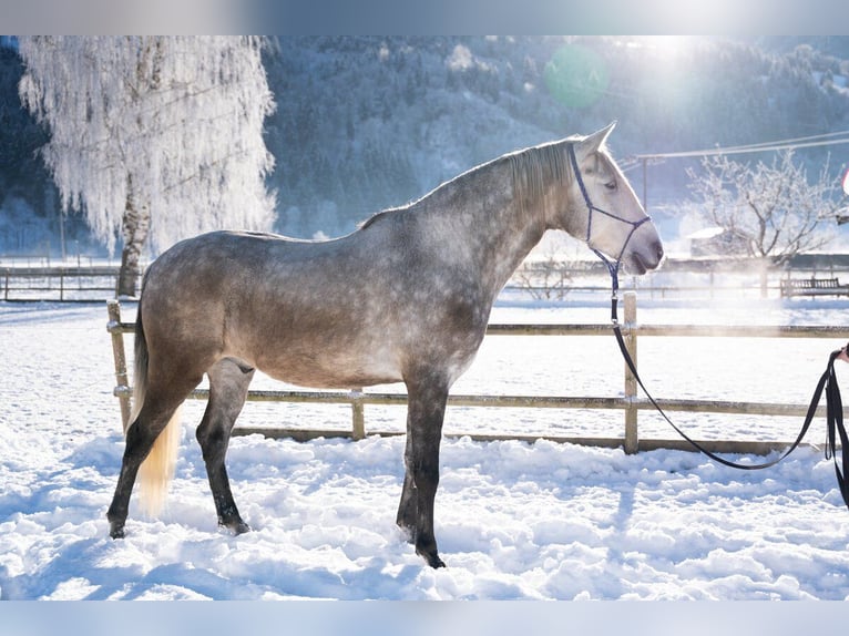 Lusitano Castrone 4 Anni 162 cm Grigio in Piesendorf