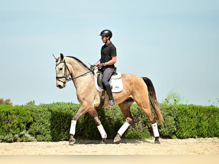 Lusitano Castrone 4 Anni 162 cm Leardo in Montecorto, Provinz Malaga