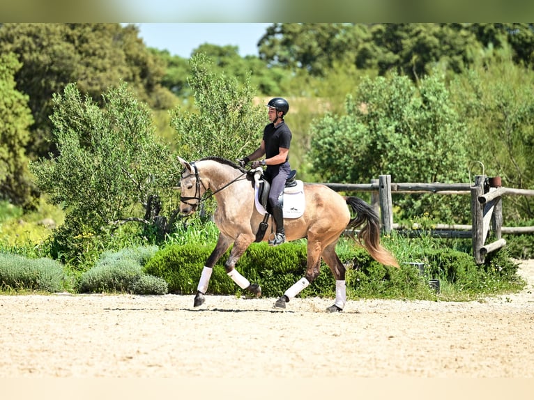 Lusitano Castrone 4 Anni 162 cm Leardo in Montecorto, Provinz Malaga