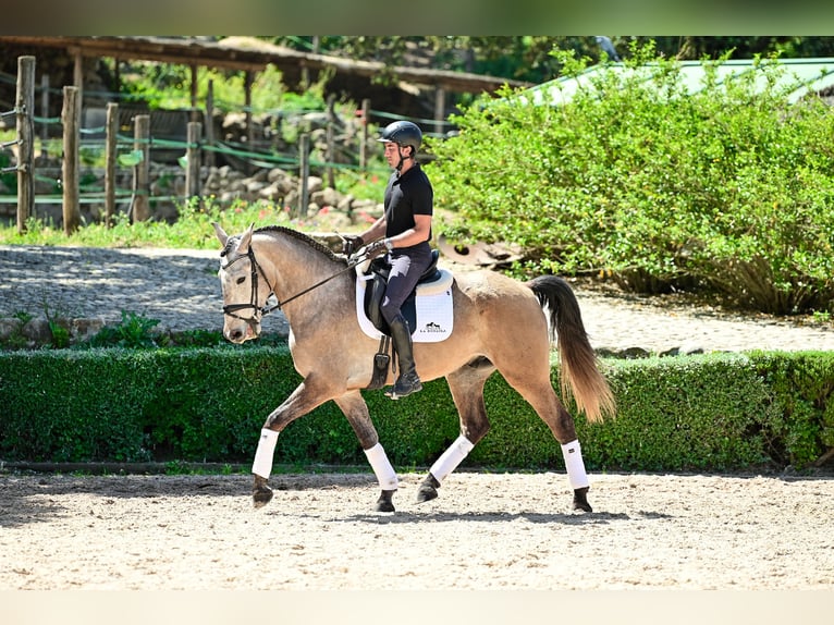 Lusitano Castrone 4 Anni 162 cm Leardo in Montecorto, Provinz Malaga