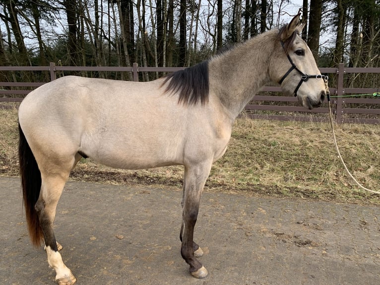 Lusitano Castrone 4 Anni 163 cm Pelle di daino in Dörth