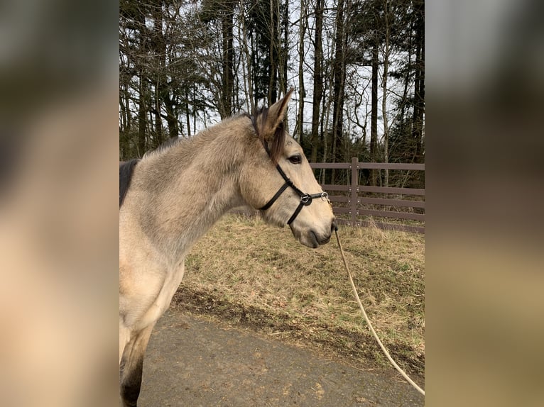 Lusitano Castrone 4 Anni 163 cm Pelle di daino in Dörth