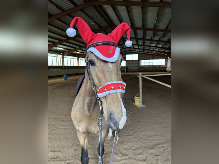 Lusitano Castrone 4 Anni 164 cm Falbo in Rodenbach