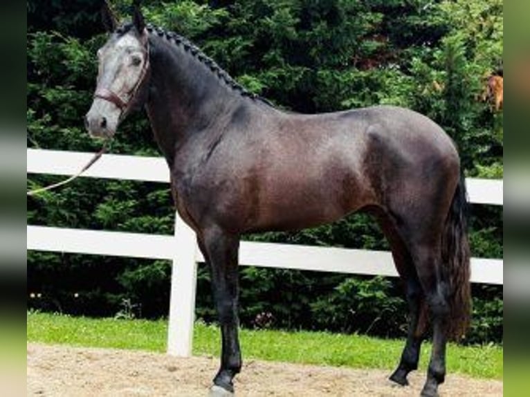 Lusitano Mix Castrone 4 Anni 165 cm Grigio in Santander