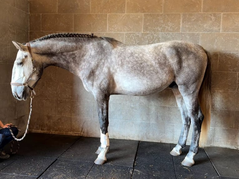 Lusitano Castrone 4 Anni 165 cm Grigio in Caldas da Rainha