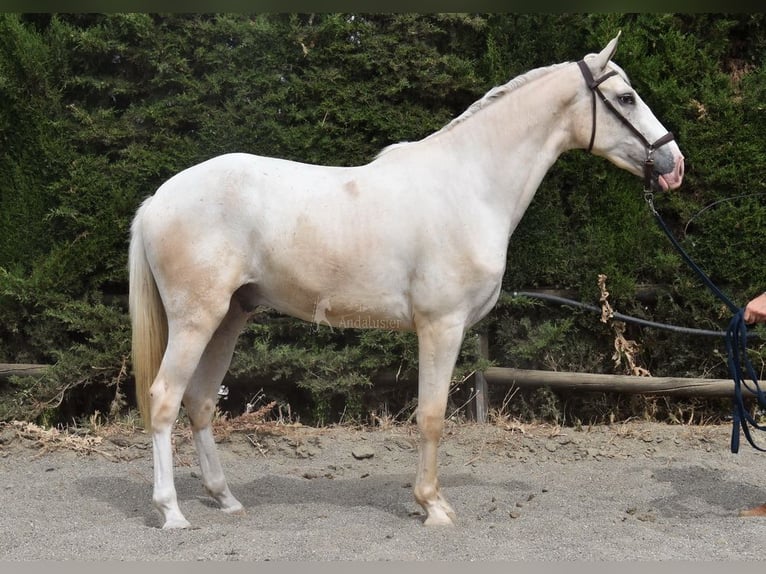 Lusitano Castrone 4 Anni 165 cm Palomino in Provinz Malaga