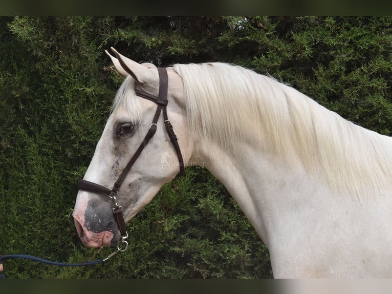 Lusitano Castrone 4 Anni 165 cm Palomino in Provinz Malaga