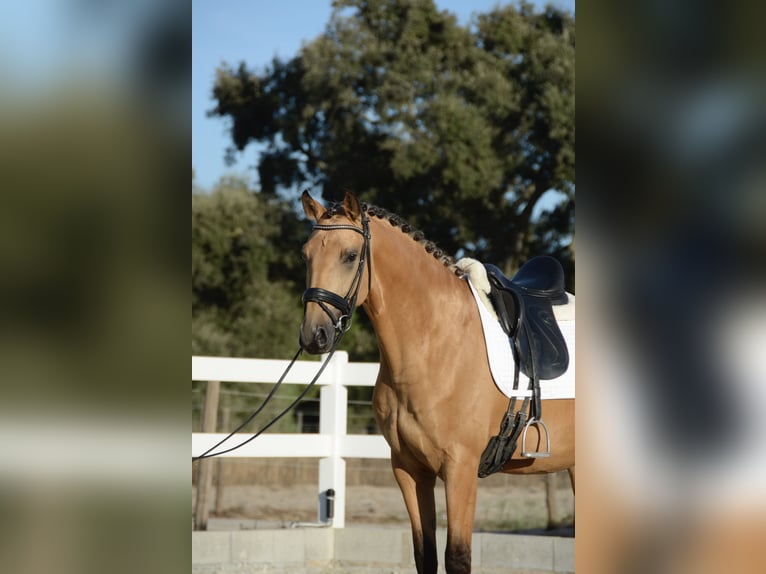 Lusitano Castrone 4 Anni 165 cm Pelle di daino in Água Derramada
