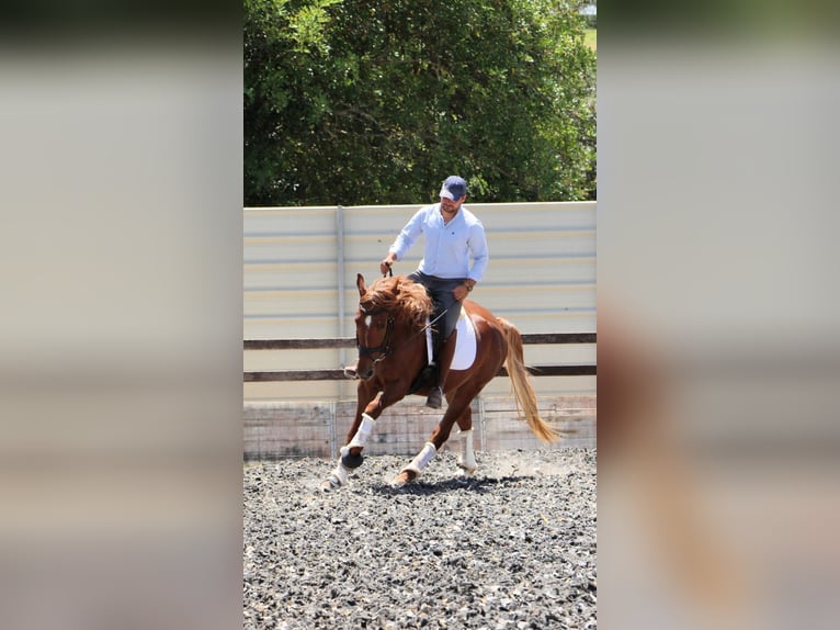 Lusitano Mix Castrone 4 Anni 165 cm Sauro in Silves