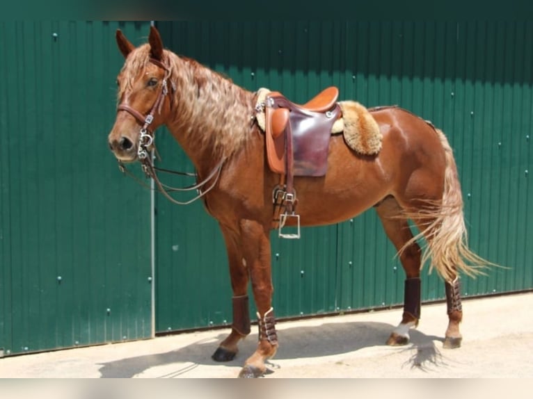Lusitano Mix Castrone 4 Anni 165 cm Sauro in Silves