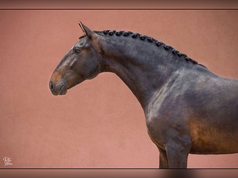 Lusitano Castrone 4 Anni 166 cm Baio scuro in Montijo