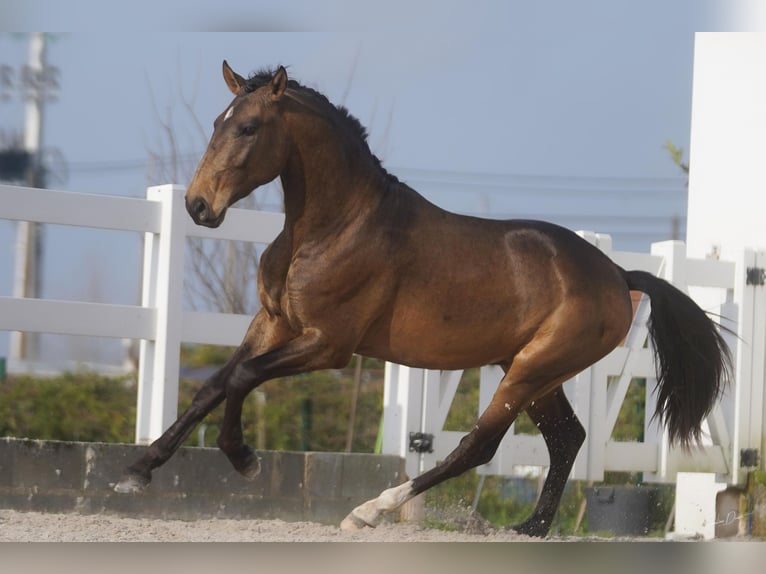 Lusitano Castrone 4 Anni 166 cm Pelle di daino in Luzern