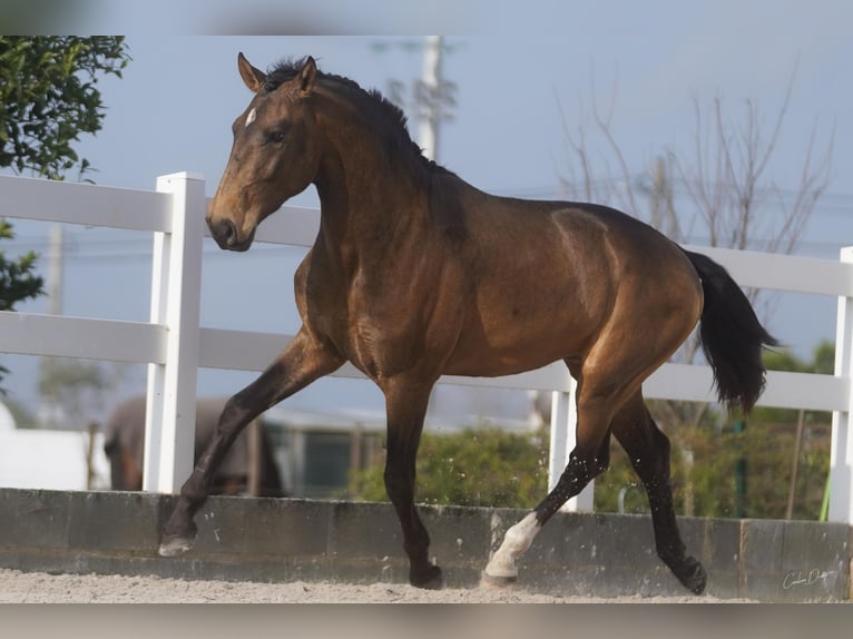Lusitano Castrone 4 Anni 166 cm Pelle di daino in Luzern