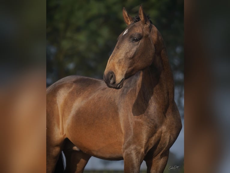 Lusitano Castrone 4 Anni 166 cm Pelle di daino in Luzern