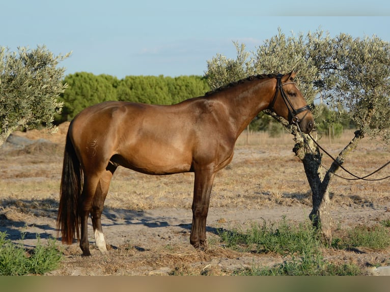 Lusitano Castrone 4 Anni 166 cm Pelle di daino in Luzern