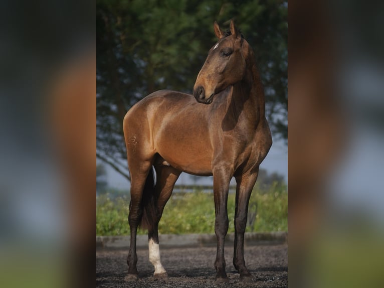Lusitano Castrone 4 Anni 166 cm Pelle di daino in Luzern