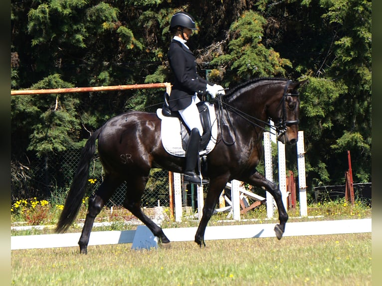 Lusitano Castrone 4 Anni 167 cm Baio scuro in Ribamar