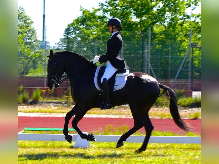Lusitano Castrone 4 Anni 167 cm Baio scuro in Ribamar