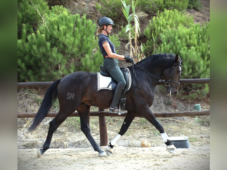 Lusitano Castrone 4 Anni 167 cm Baio scuro in Ribamar