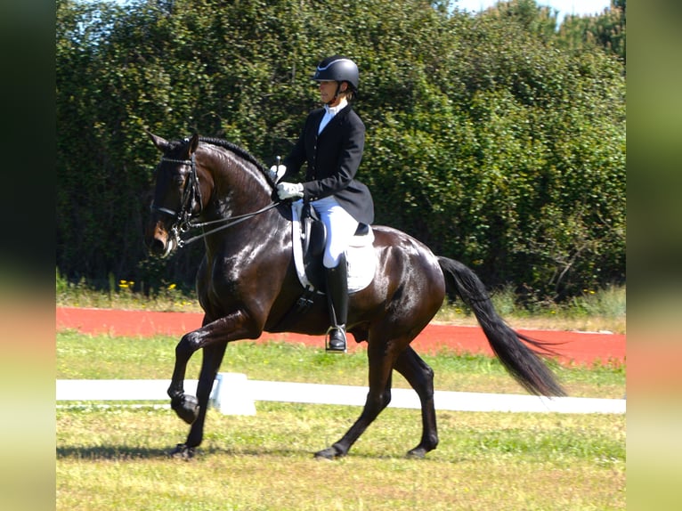 Lusitano Castrone 4 Anni 167 cm Baio scuro in Ribamar