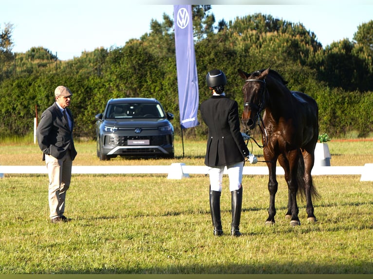 Lusitano Castrone 4 Anni 167 cm Baio scuro in Ribamar